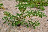 Physalis minima. Цветущее и плодоносящее растение. Малайзия, о-в Пенанг, окр. г. Джорджтаун, песчаный пляж. 05.05.2017.