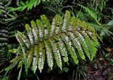 Didymochlaena truncatula. Вайя. Малайзия, Камеронское нагорье, ≈ 1500 м н.у.м., влажный тропический лес. 03.05.2017.