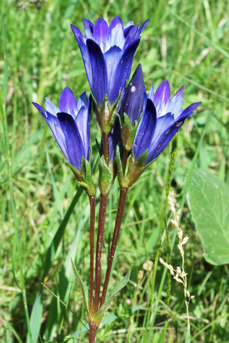 Image of Gentiana olivieri specimen.