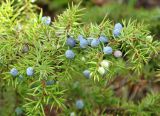 Juniperus sibirica. Верхушка ветки с шишкоягодами. Якутия, Мирнинский р-н, окр. пос. Светлый, берег р. Вилюй. 10.06.2007.