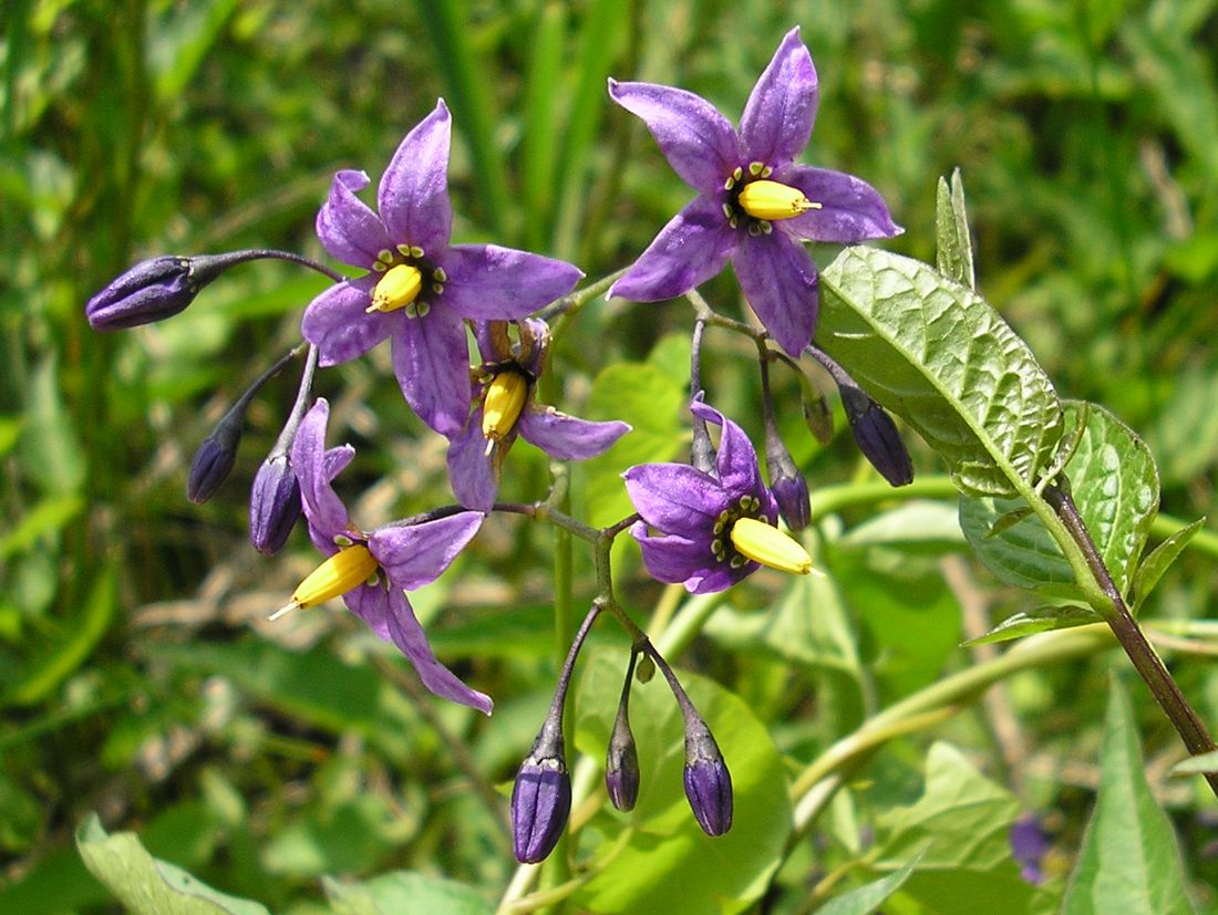 Image of Solanum dulcamara specimen.