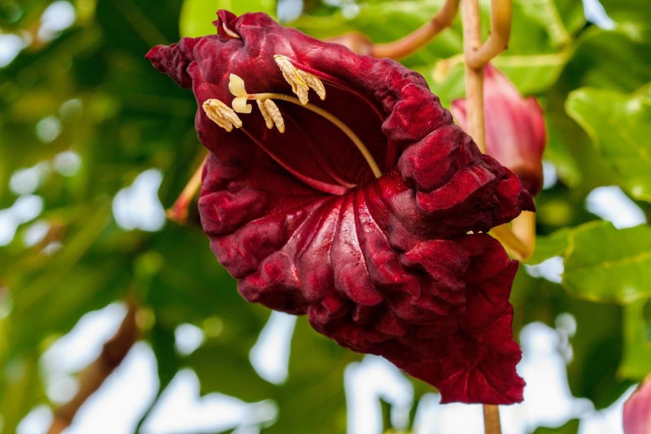Image of Kigelia pinnata specimen.