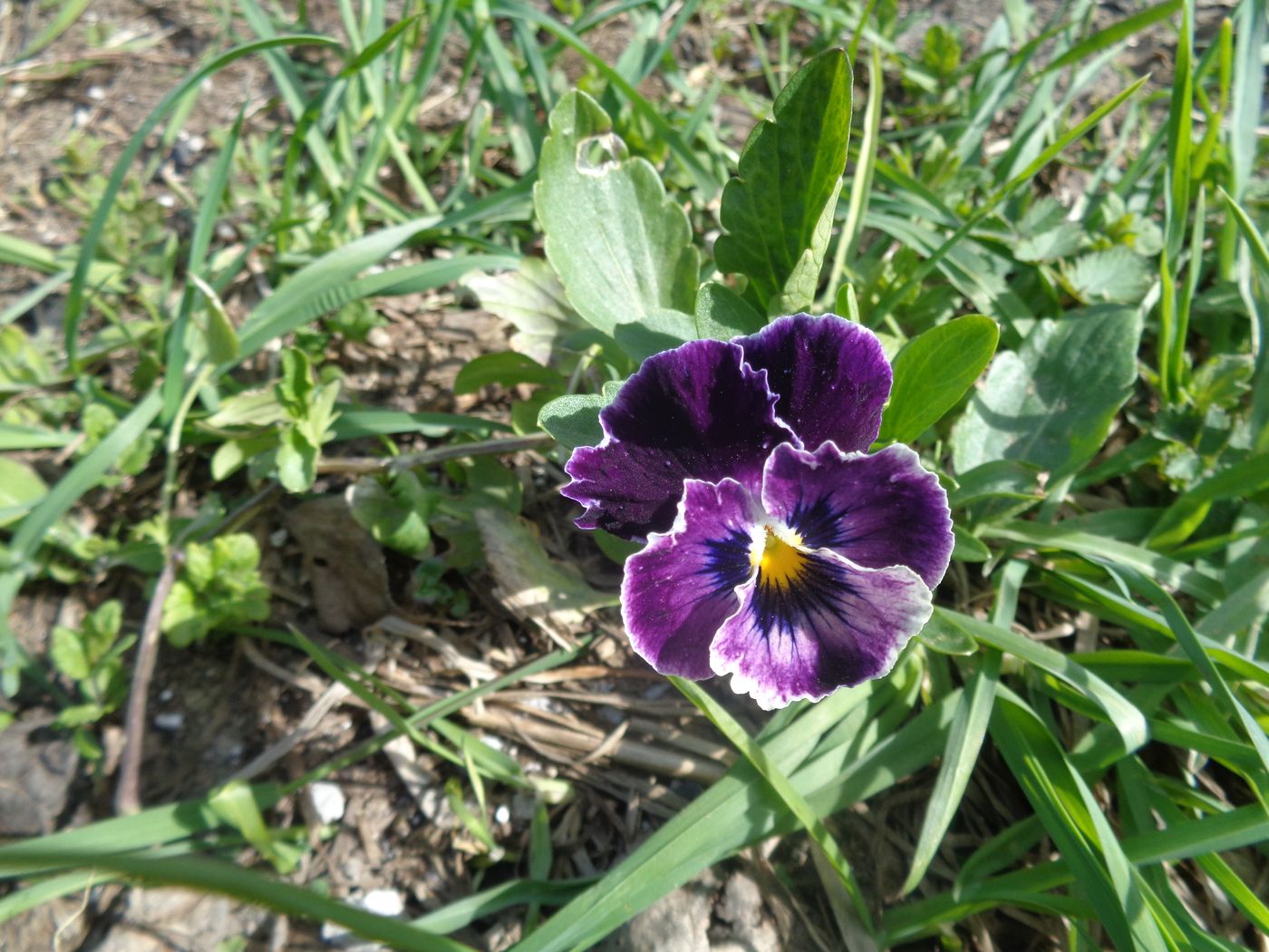 Image of Viola wittrockiana specimen.