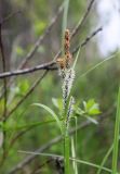 Carex nigra