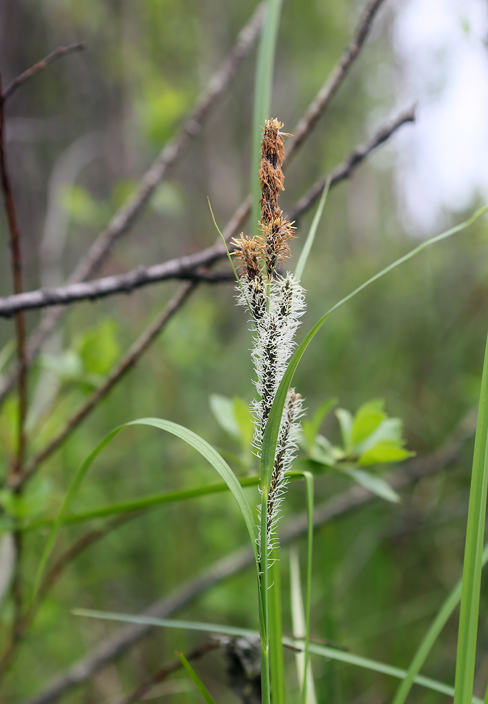 Image of Carex nigra specimen.