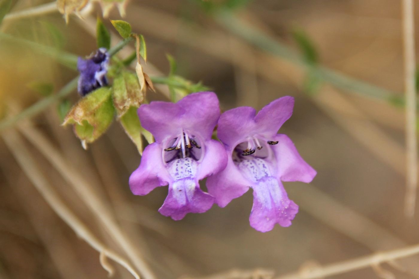 Image of Salvia drobovii specimen.