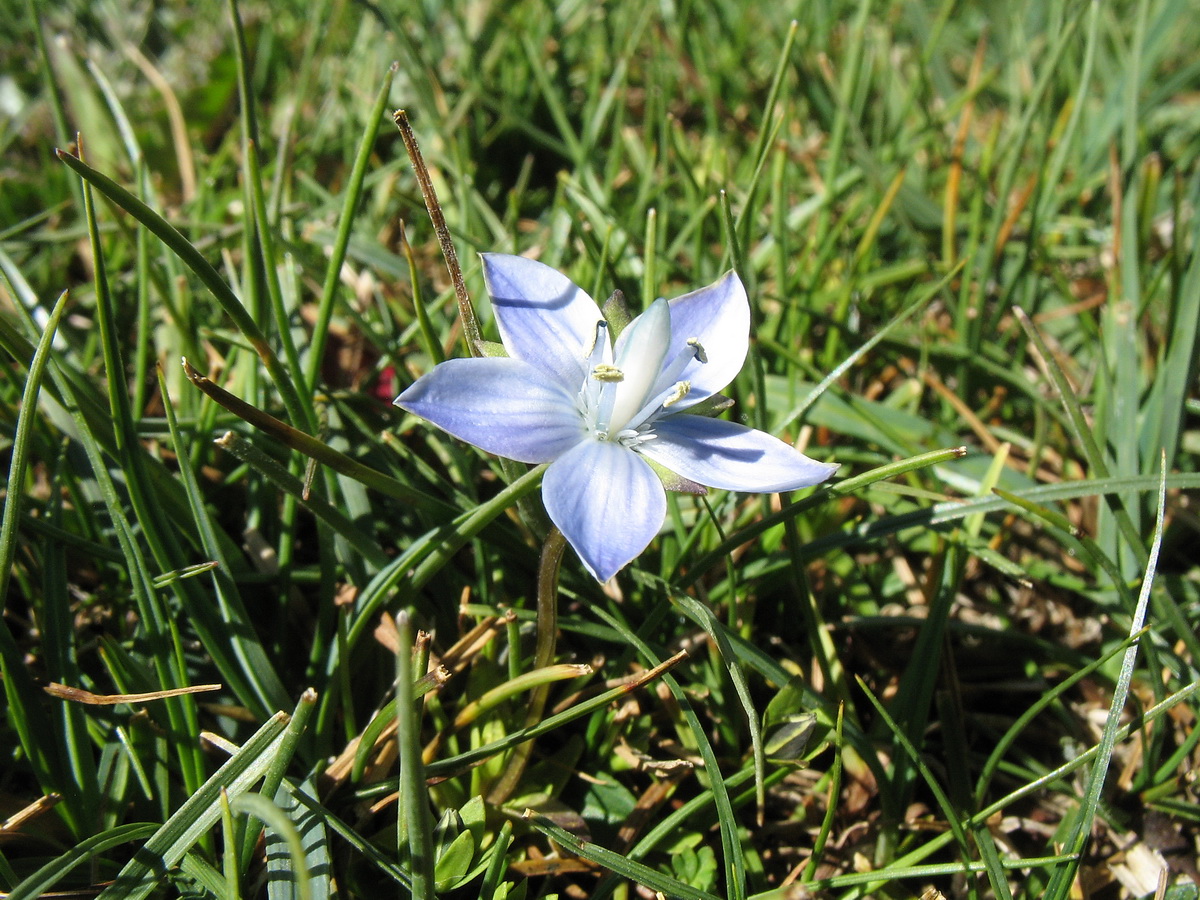 Image of Lomatogonium carinthiacum specimen.