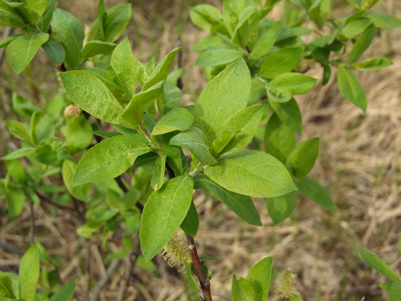 Изображение особи Salix hastata.