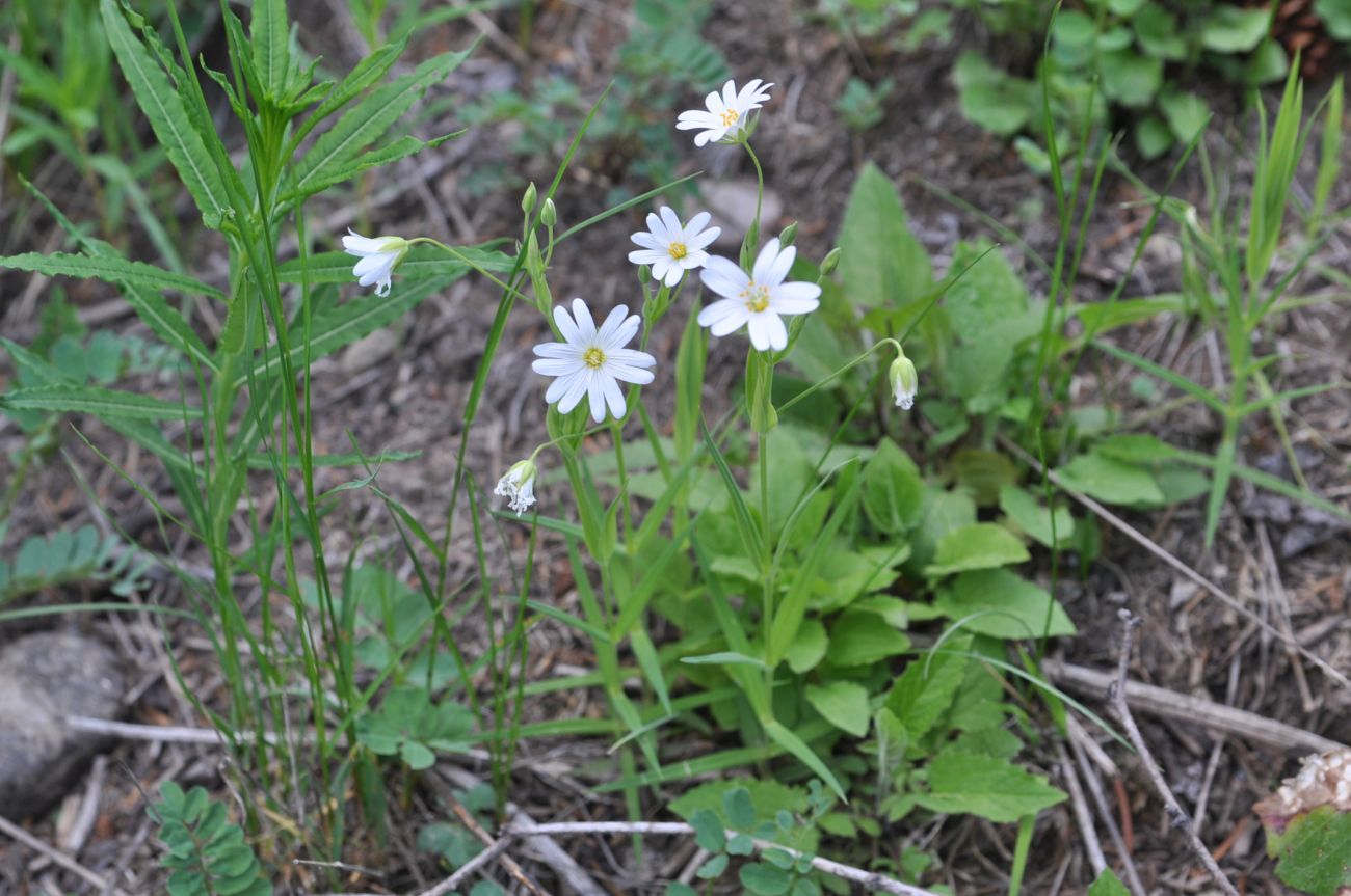 Image of Stellaria holostea specimen.
