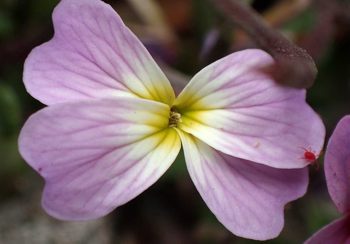 Изображение особи Malcolmia flexuosa.