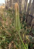 Tragopogon australis