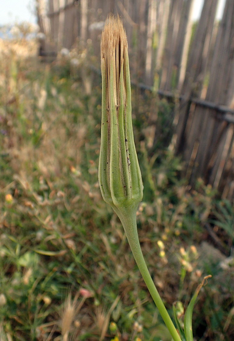 Изображение особи Tragopogon australis.