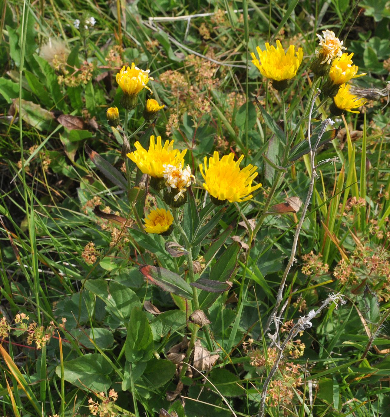 Image of genus Hieracium specimen.