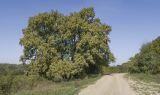 Quercus robur. Плодоносящее дерево. Краснодарский край, Крымский р-н, долина р. Шибик, отдельно стоящее дерево на опушке леса. 22.09.2018.