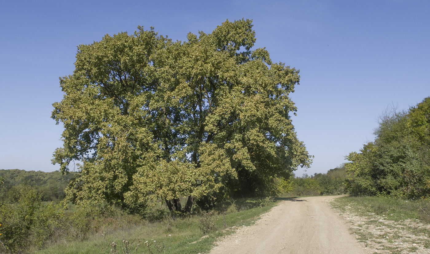 Изображение особи Quercus robur.