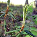 Ledum palustre