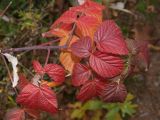 Rubus idaeus. Верхушка побега с листьями в осенней раскраске. Московская обл., Одинцовский р-н, Звенигородская биостанция МГУ, в канаве на обочине среди рудеральной растительности. 20.10.2018.