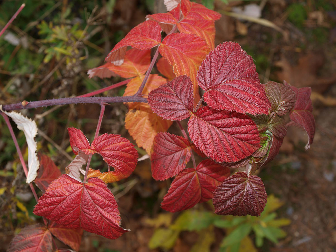 Изображение особи Rubus idaeus.