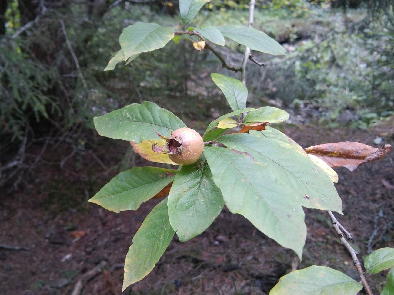 Изображение особи Mespilus germanica.