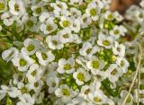 Lobularia maritima