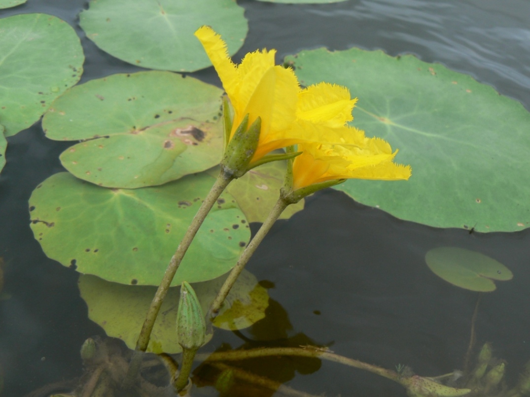 Image of Nymphoides peltata specimen.