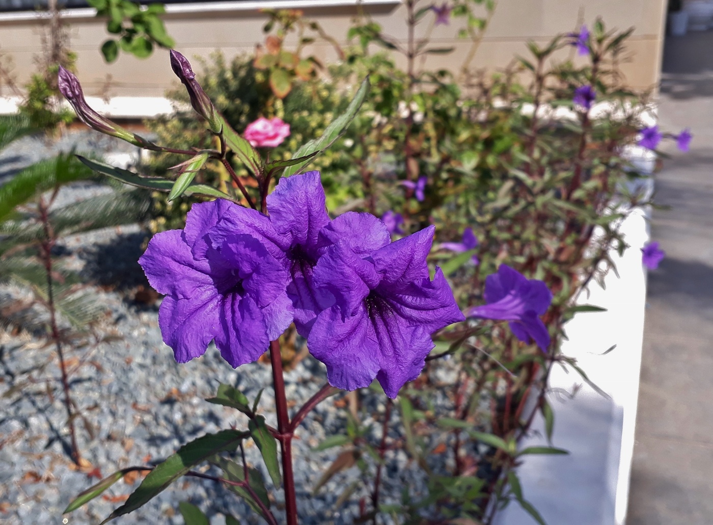 Image of Ruellia simplex specimen.