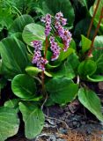 Bergenia crassifolia. Цветущее растение. Алтай, Катунский хребет, берег оз. Поперечное, ≈ 1800 м н.у.м., каменистый склон на опушке хвойного леса. 02.07.2018.