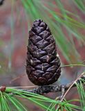 Pinus brutia