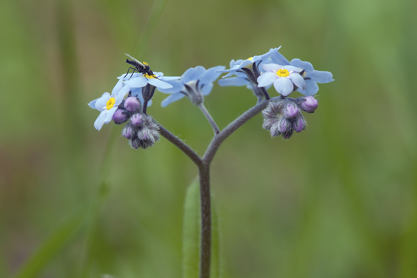 Изображение особи Myosotis sylvatica.