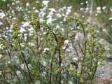 Artemisia borealis