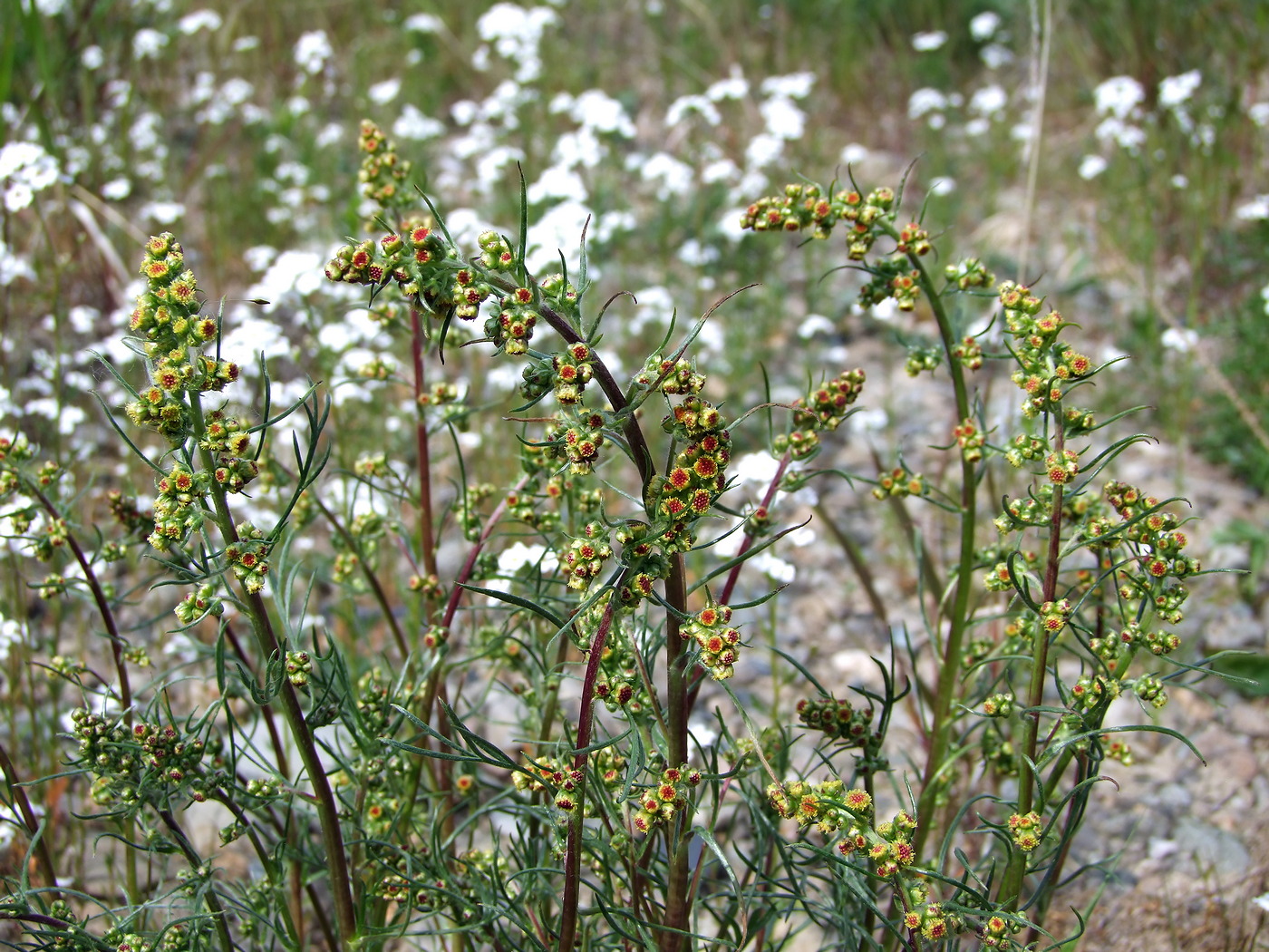 Изображение особи Artemisia borealis.