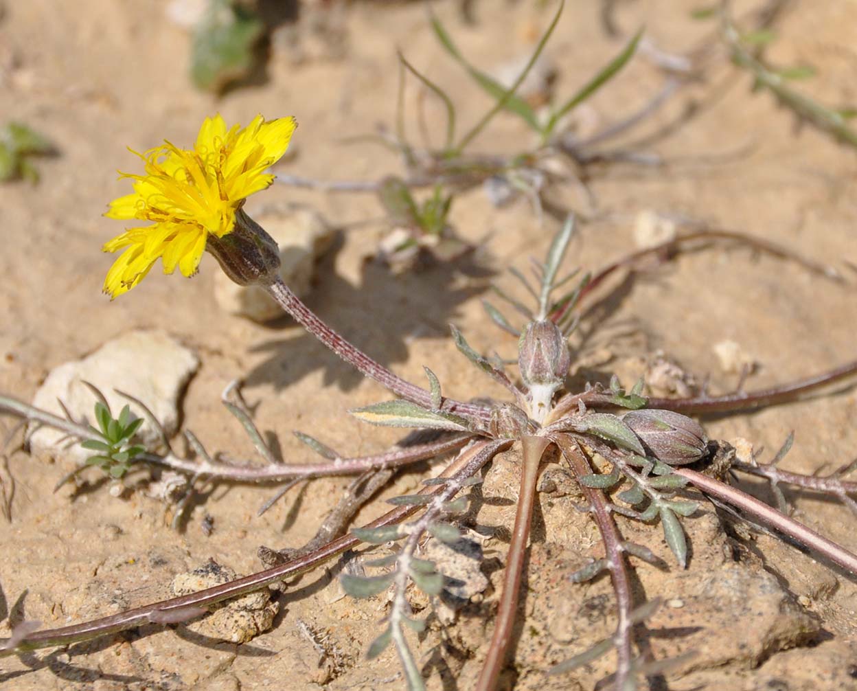 Image of Scorzonera alpigena specimen.