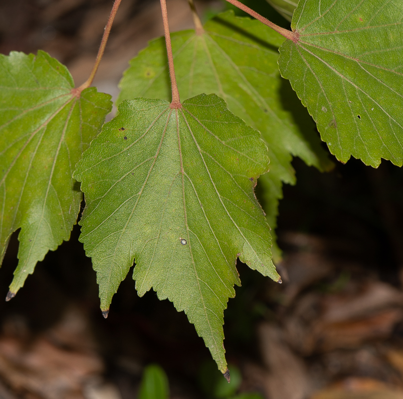 Image of Dombeya kirkii specimen.