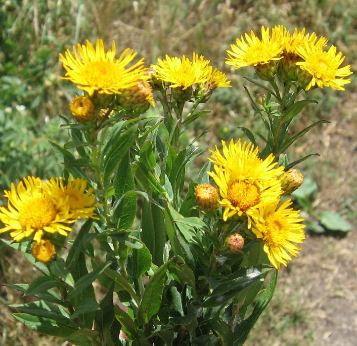 Изображение особи Inula aspera.