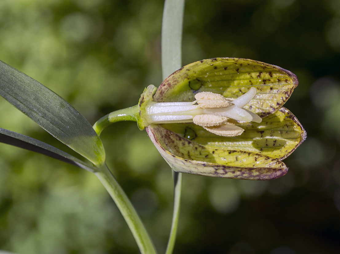 Image of Fritillaria ophioglossifolia specimen.