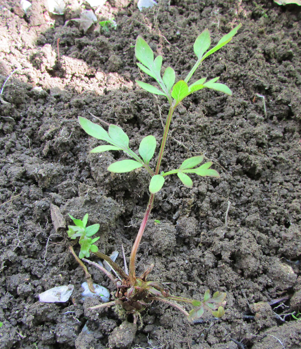 Image of Osmunda lancea specimen.