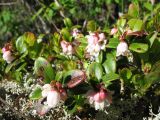 Vaccinium vitis-idaea. Цветущие растения. Казахстан, Центральный Алтай, правый берег оз. Рахмановское, 1760 м н.у.м., моховая темнохвойная тайга. 26 июня 2019 г.