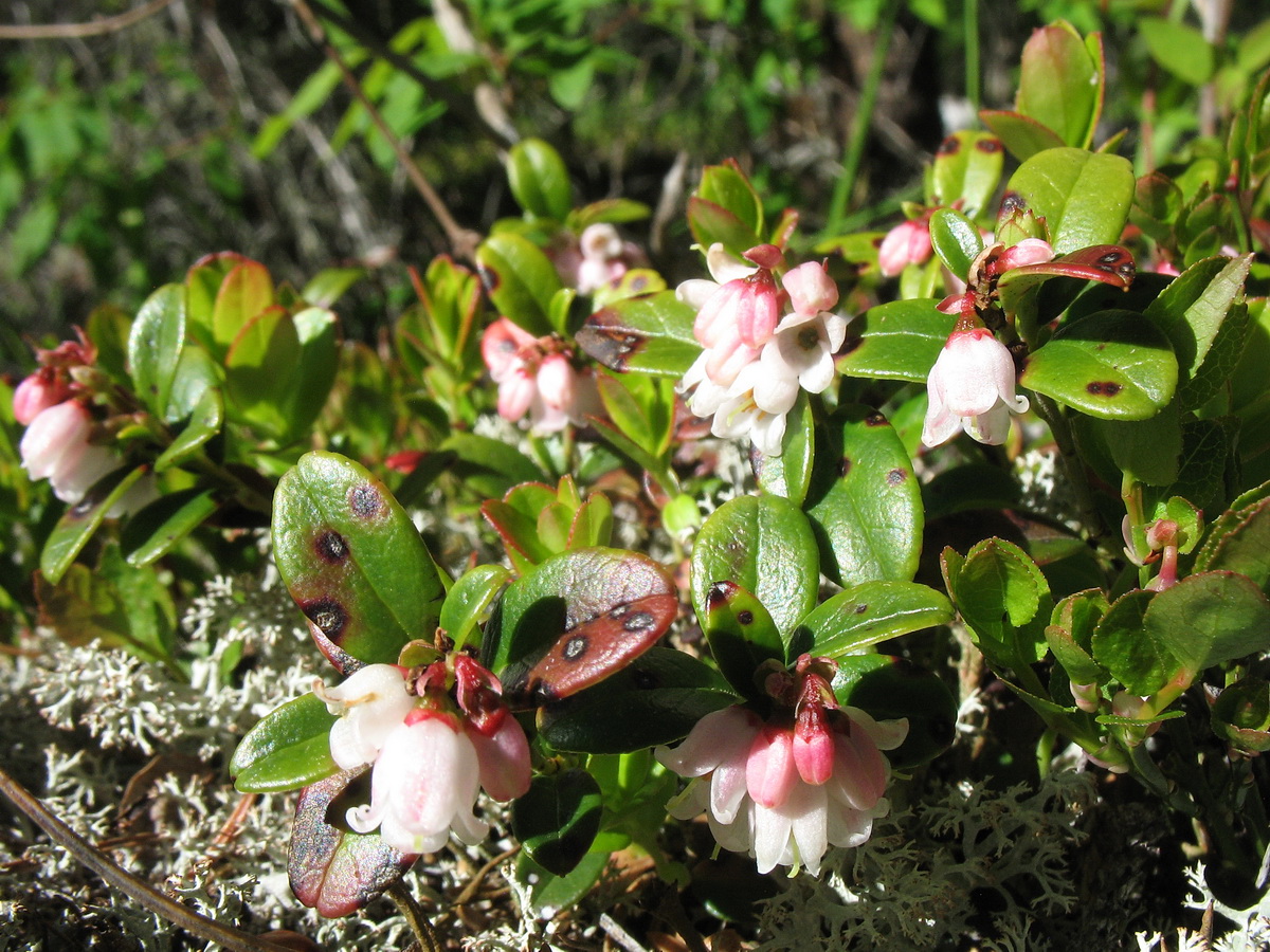 Изображение особи Vaccinium vitis-idaea.