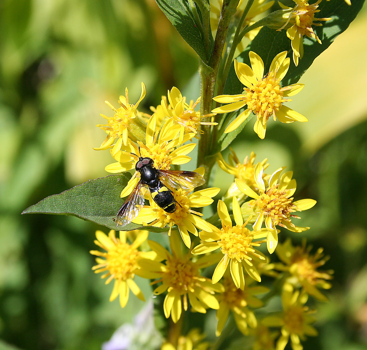 Image of Solidago virgaurea specimen.