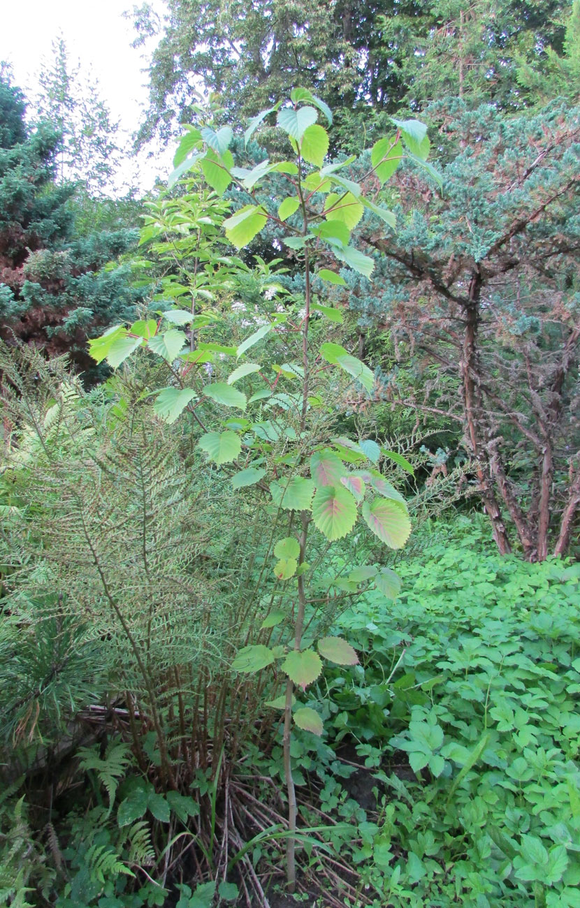 Image of Davidia involucrata specimen.