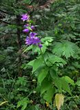 Campanula latifolia. Цветущее растение. Башкирия, Белорецкий р-н, гора Большой Иремель, ≈ 1200 м н.у.м., опушка смешанного леса. 30.07.2019.