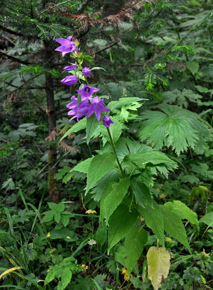 Изображение особи Campanula latifolia.