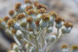 Senecio cineraria