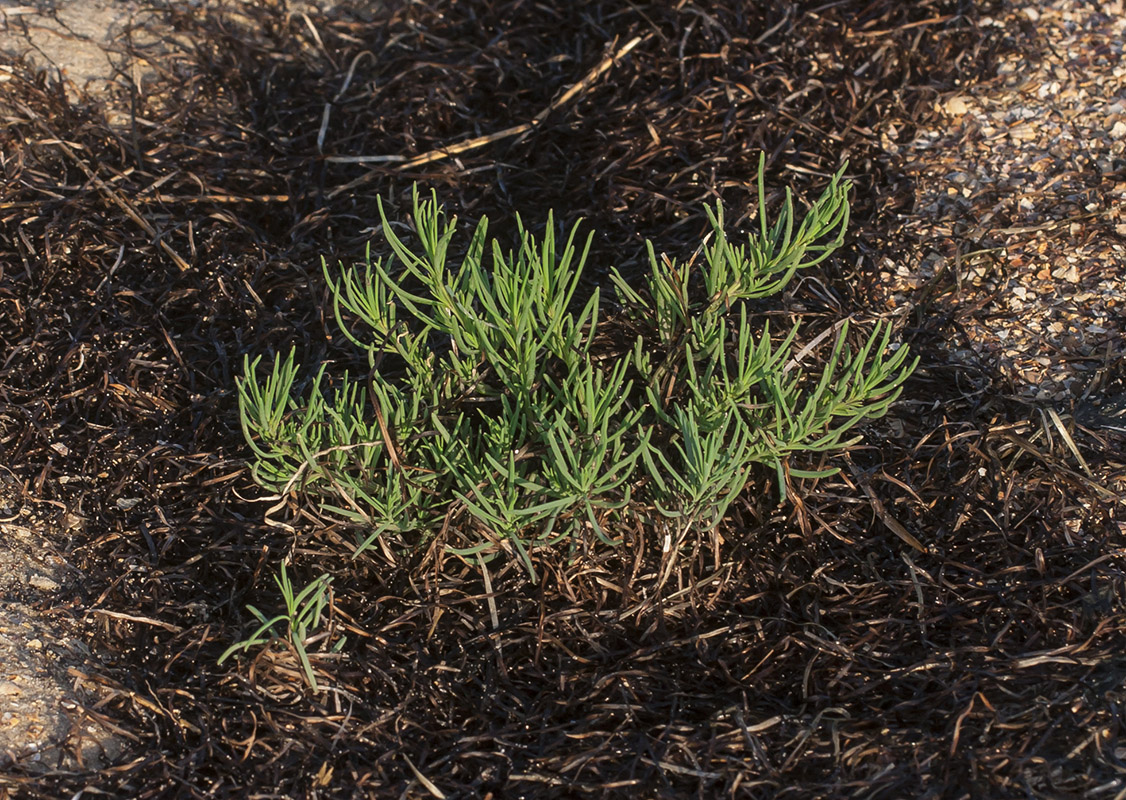 Image of Suaeda prostrata specimen.