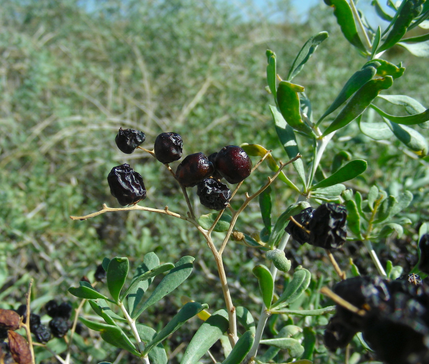 Image of Nitraria schoberi specimen.