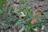 Vicia grandiflora. Верхушка цветущего растения. Турция, ил Артвин, деревня Bağcılar, окр. монастыря Опиза. 24.04.2019.