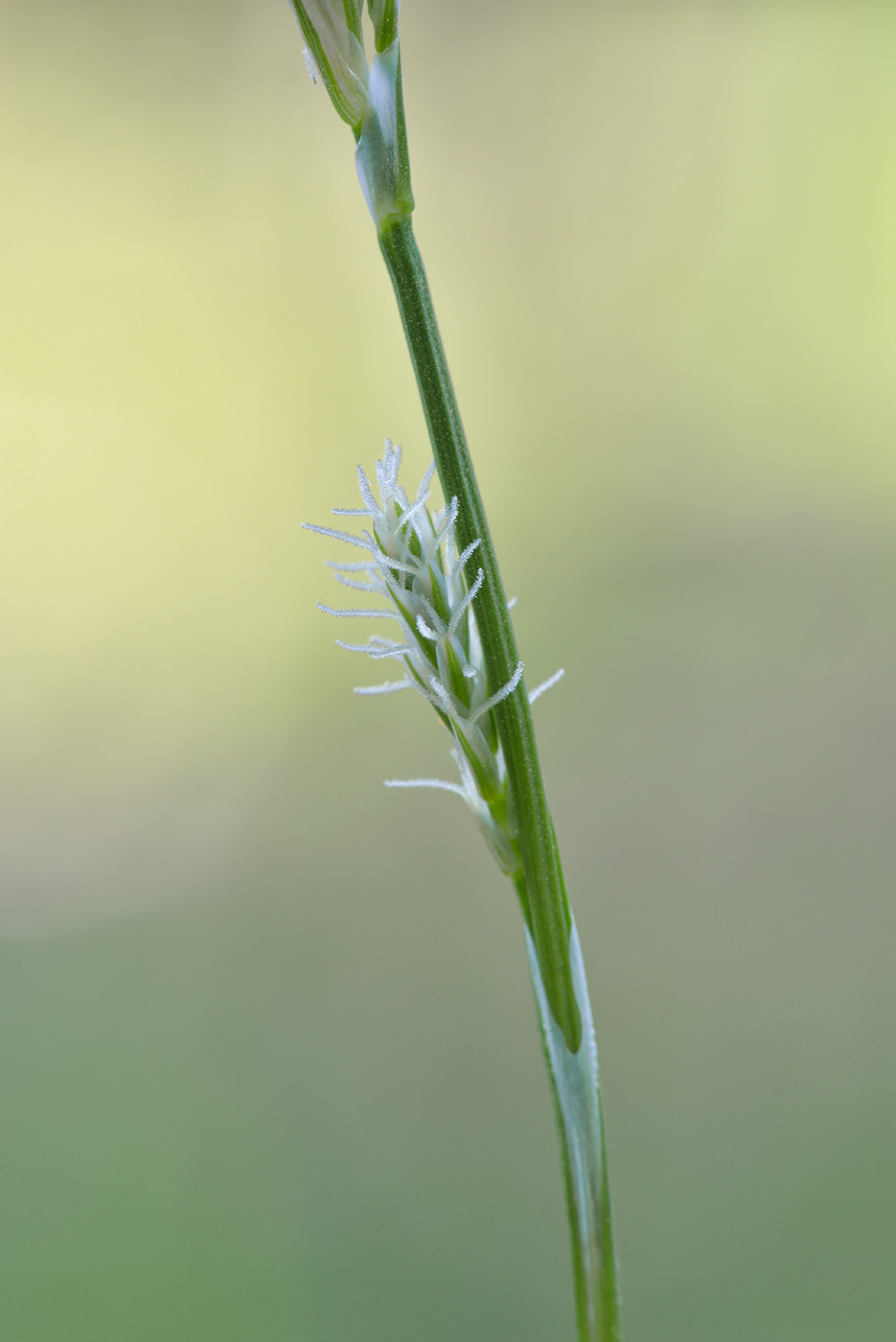 Изображение особи Carex vaginata.