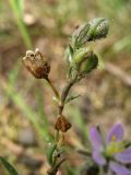 Spergularia rubra. Верхушка побега с плодами и бутонами. Нидерланды, провинция Gelderland, община Heumen, на залежи. 12 июня 2010 г.