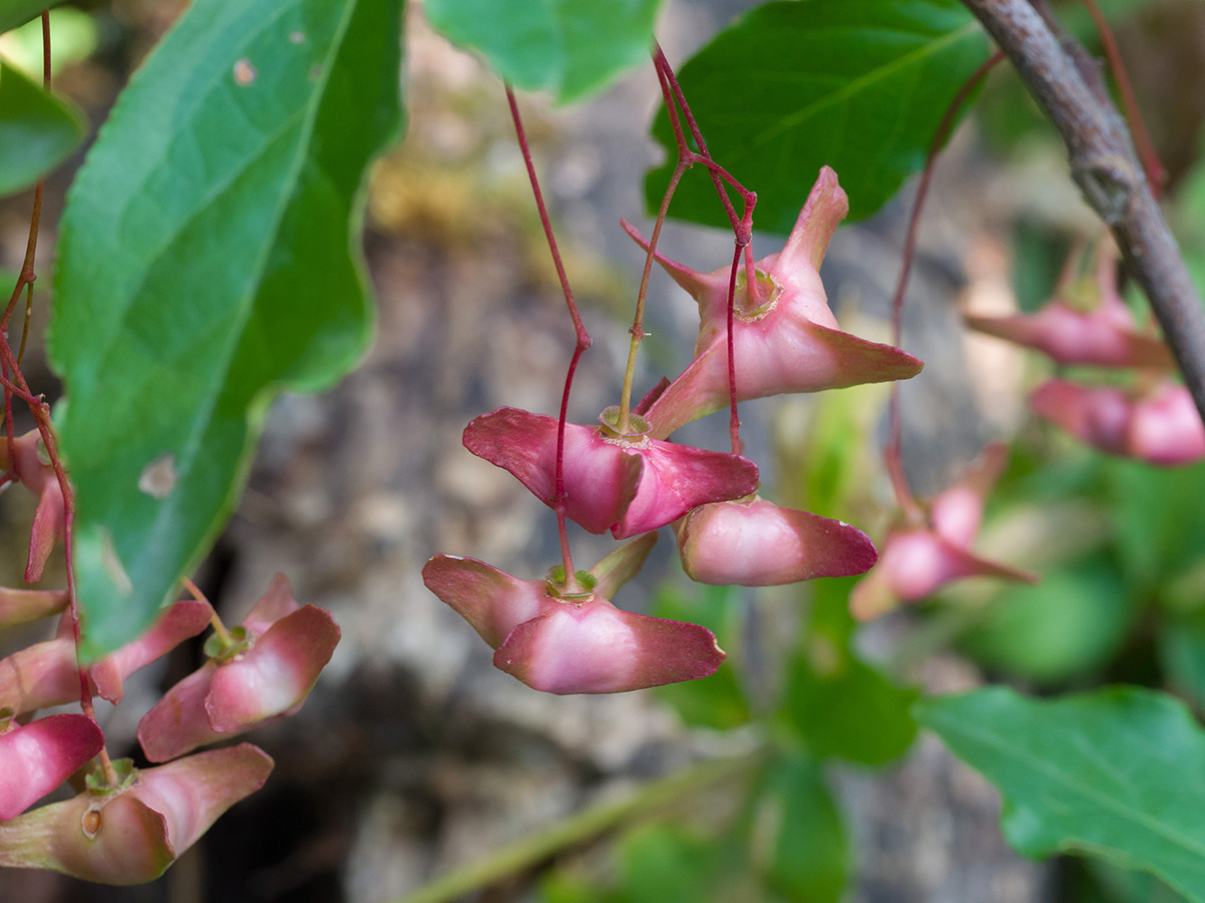 Image of Euonymus leiophloeus specimen.