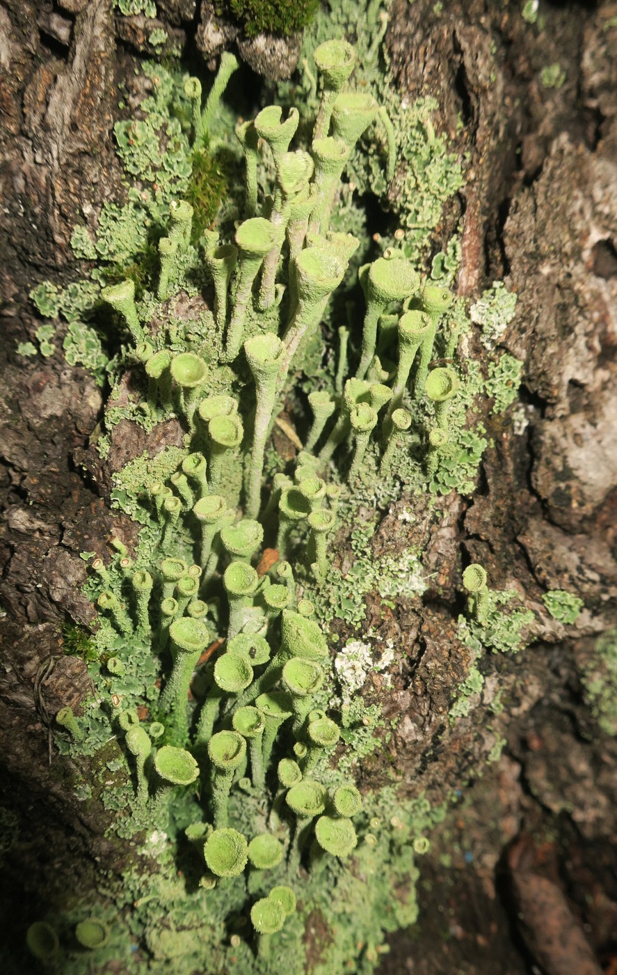 Изображение особи Cladonia fimbriata.